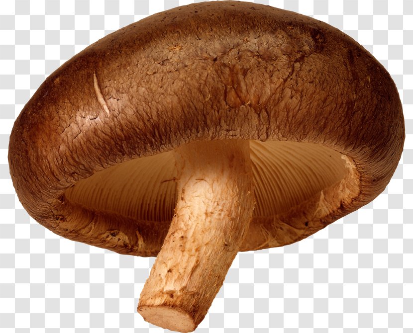 Edible Mushroom Shiitake - Food Transparent PNG
