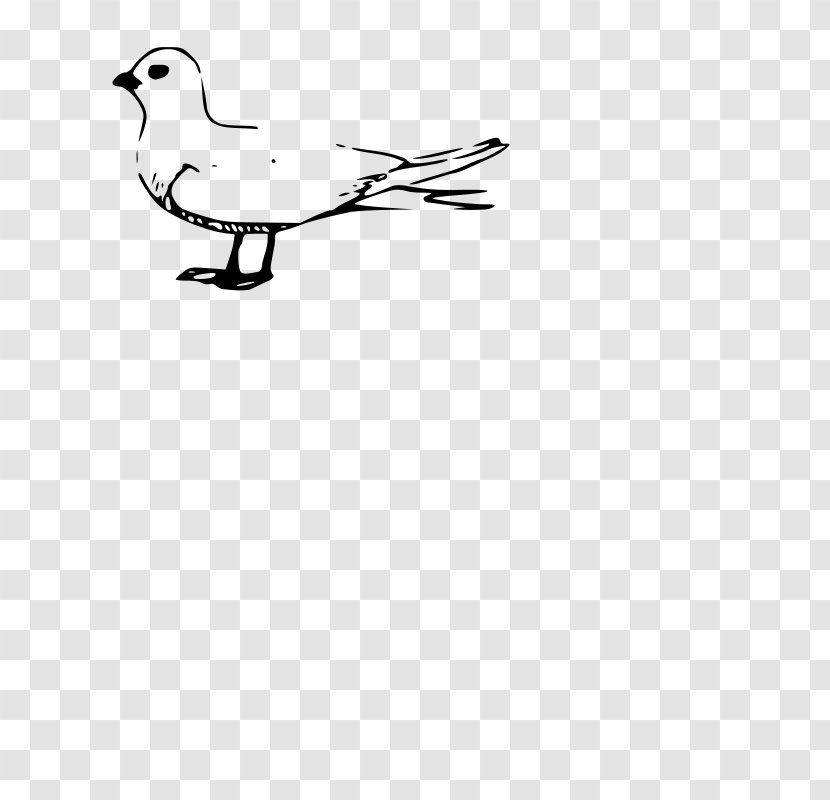 Gulls Fairy Tern Duck Terns Clip Art - Feather Transparent PNG