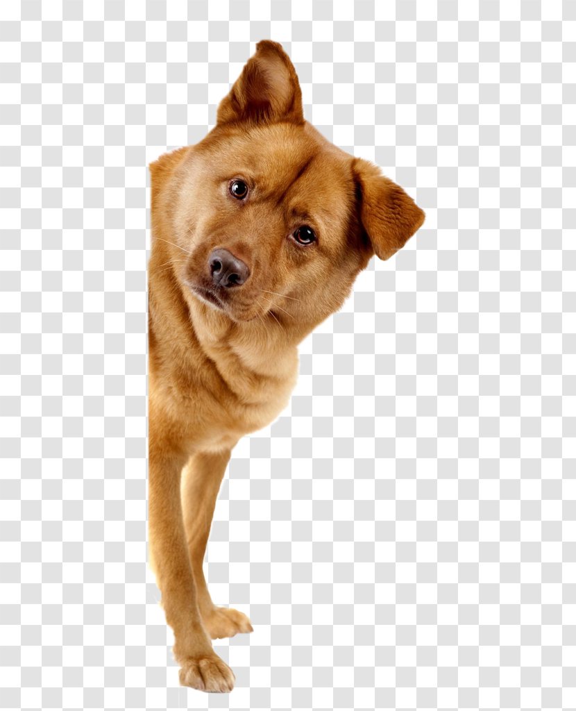 Dog Pet Adoption Veterinarian - Snout - Love Transparent PNG