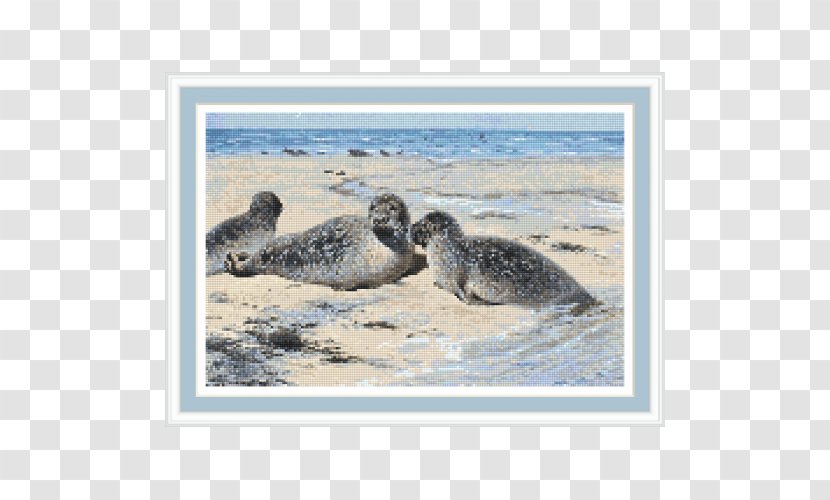 Harbor Seal Sea Lion Company Lithography Germany - Printing Transparent PNG