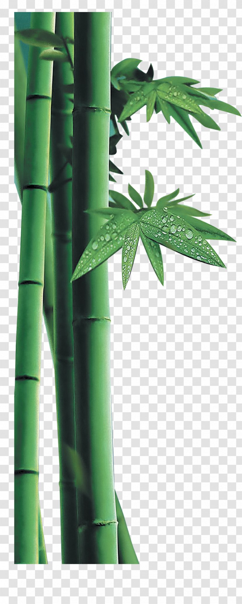 Bamboo Download - Animation Transparent PNG