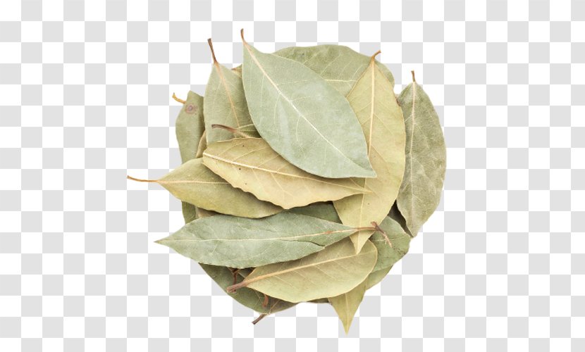 Bay Laurel Indian Cuisine Spice Leaf Herb - BAY LEAVES Transparent PNG