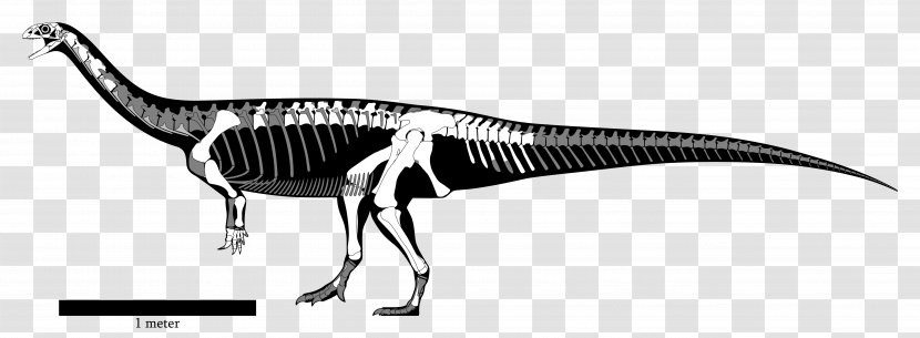 Yunnanosaurus Lufengosaurus Sinosaurus Anchisaurus Aardonyx - Reconstruction Transparent PNG