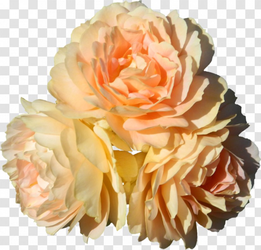 Garden Roses Cut Flowers Floral Design DeviantArt - Flower Bouquet Transparent PNG