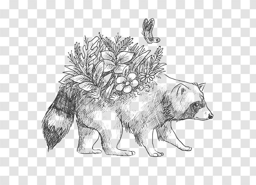 Raccoon Wolf Drawing Bear Image - Fox - Animal Names Transparent PNG