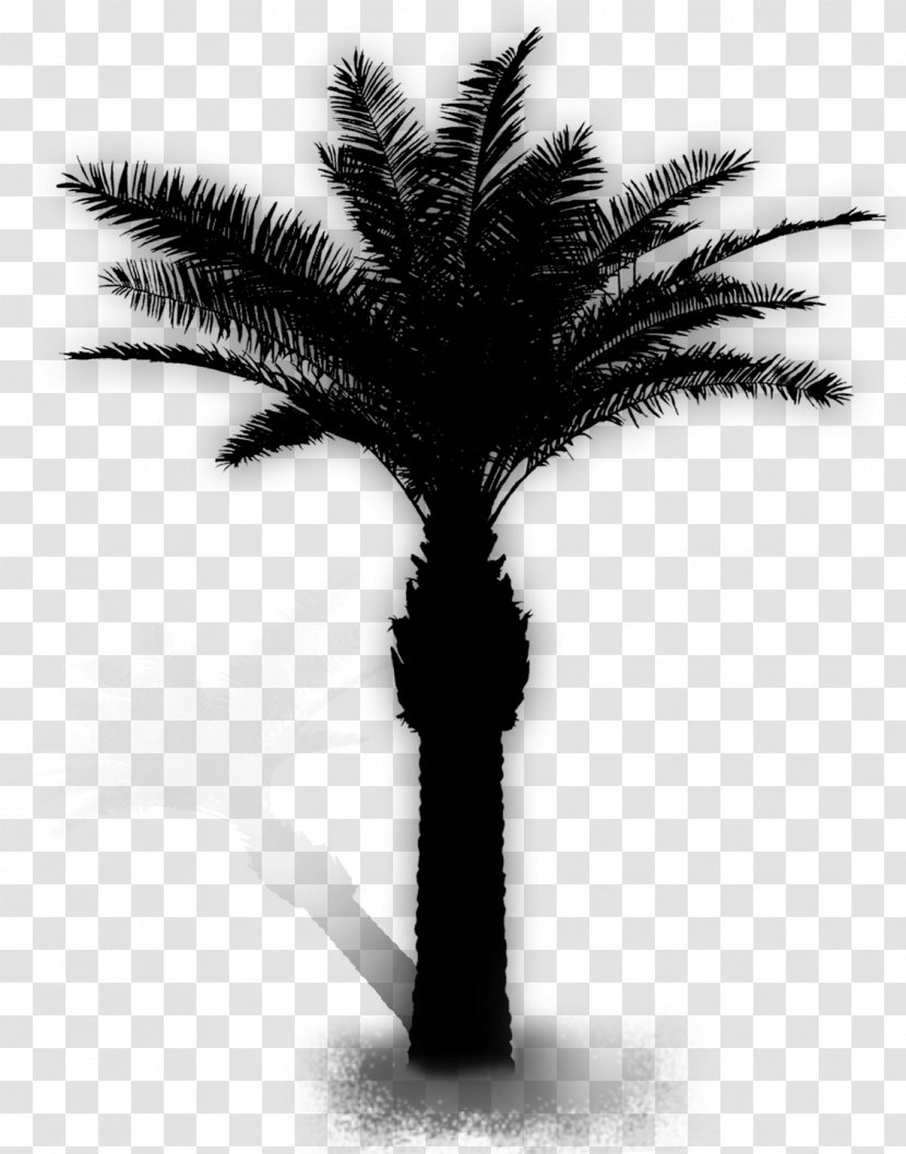 Tree Adobe Photoshop Date Palm Image - Archontophoenix - Roystonea Transparent PNG