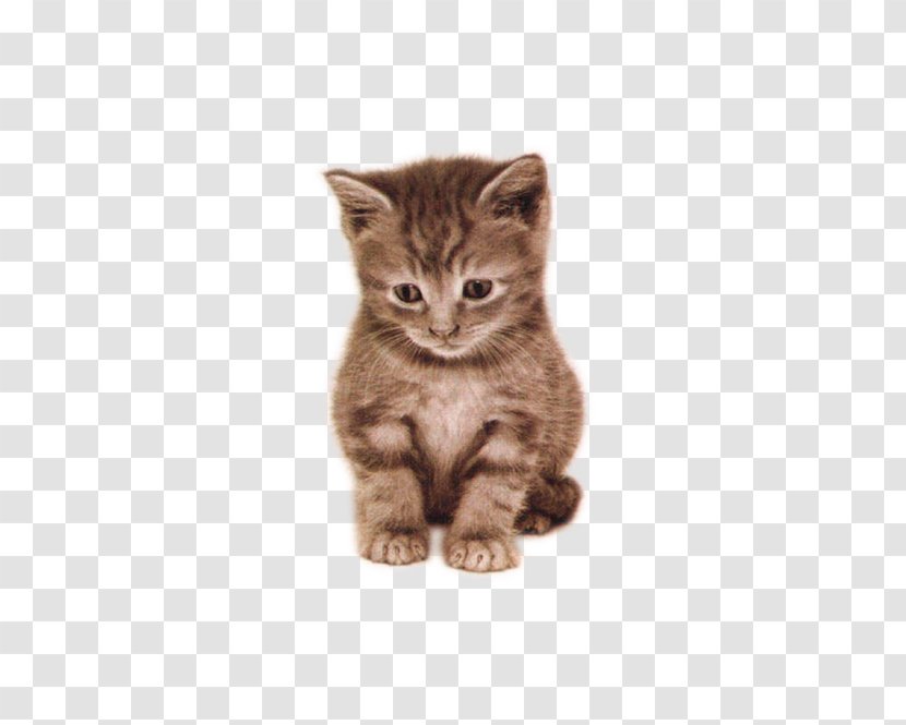 Remorse Person .net Love .mobi - Friendship - Beautiful Cute Cat In A Daze Transparent PNG