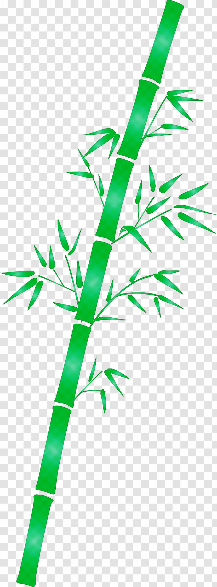 Bamboo Leaf Transparent PNG