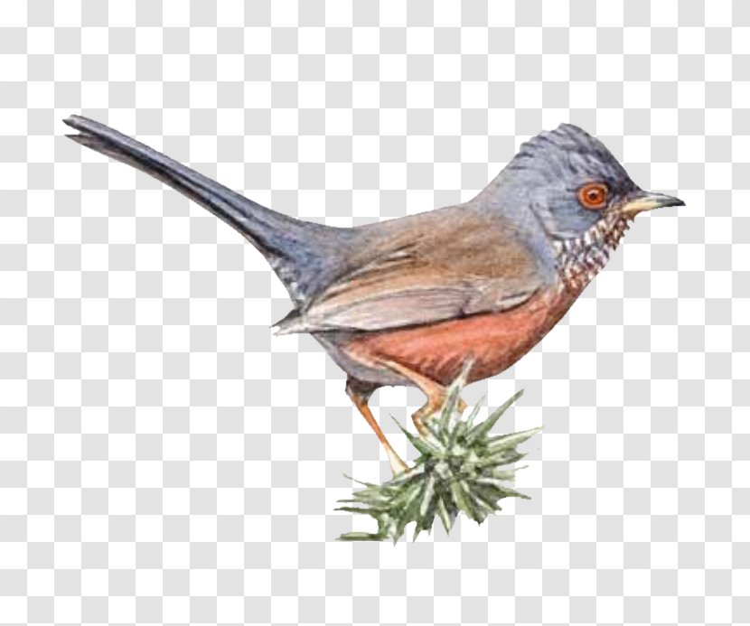 Alpilles Game Dartford Warbler Fauvette American Sparrows - Organism Transparent PNG