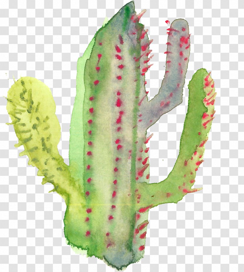 Cactaceae Succulent Plant - Cactus Transparent PNG