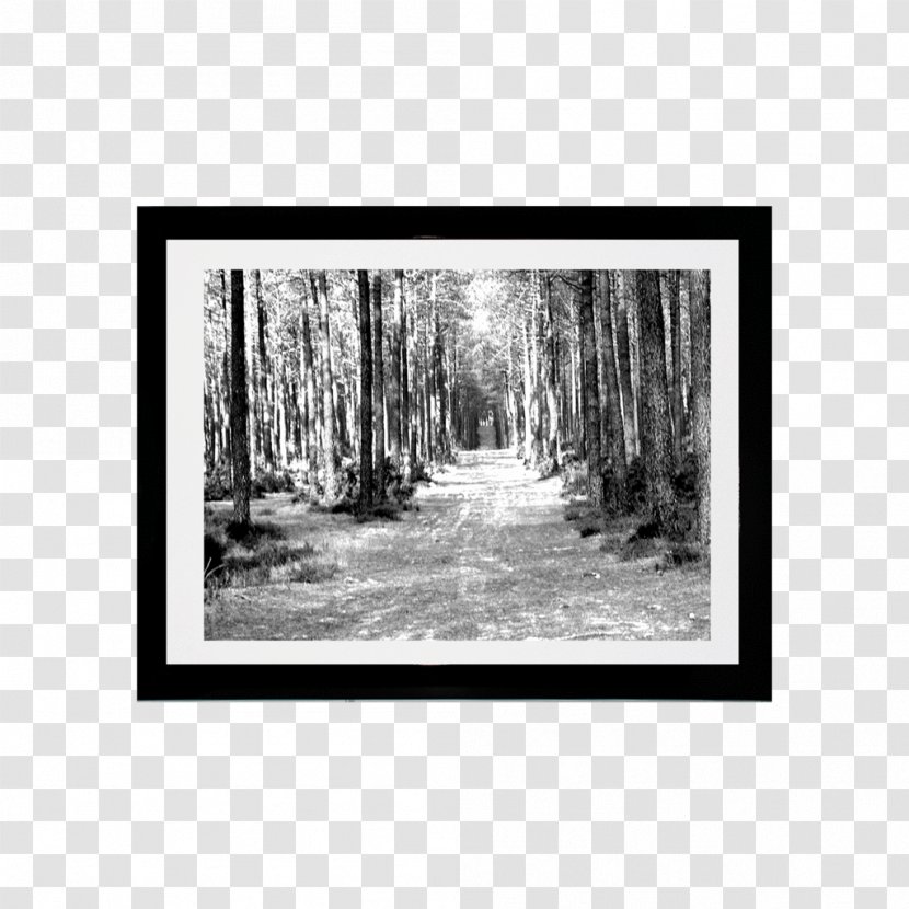 Bayou Picture Frames Tree Forest Wood - Black And White - Minimalista Moderno Transparent PNG