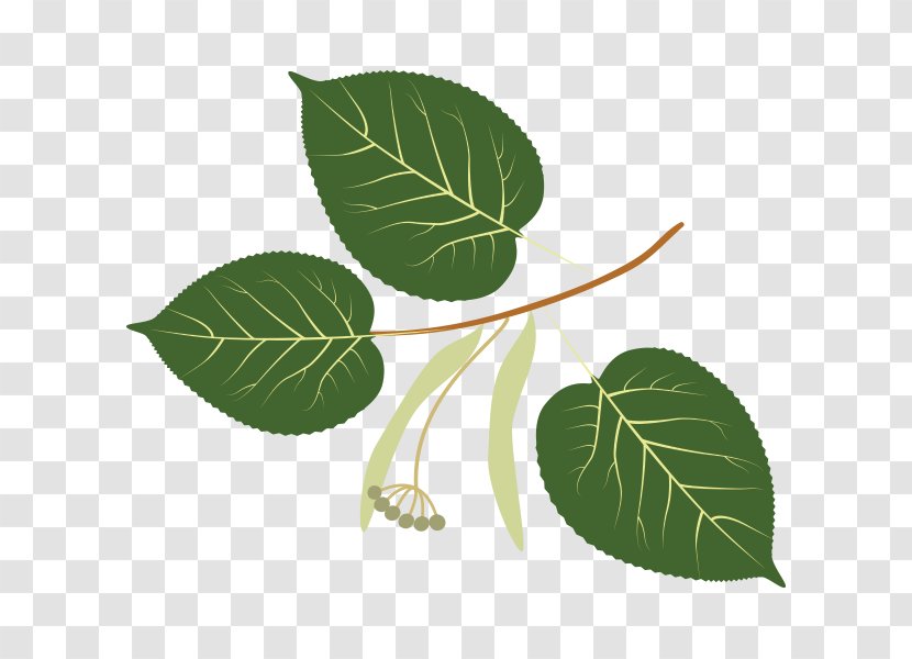 Branch Dinosaur Planet Leaf Tree Trunk - Sweetgum - Bark Transparent PNG
