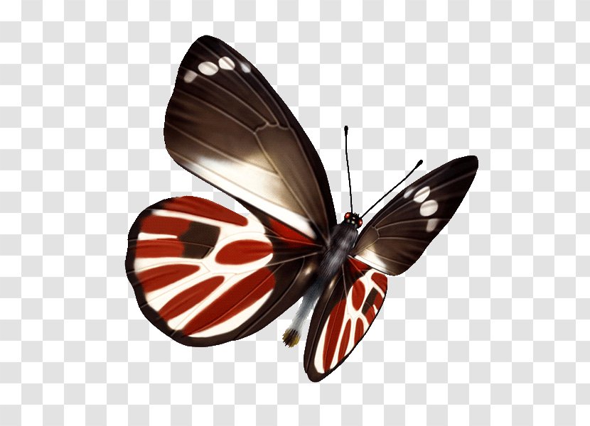 Butterfly White Point - Editing Transparent PNG