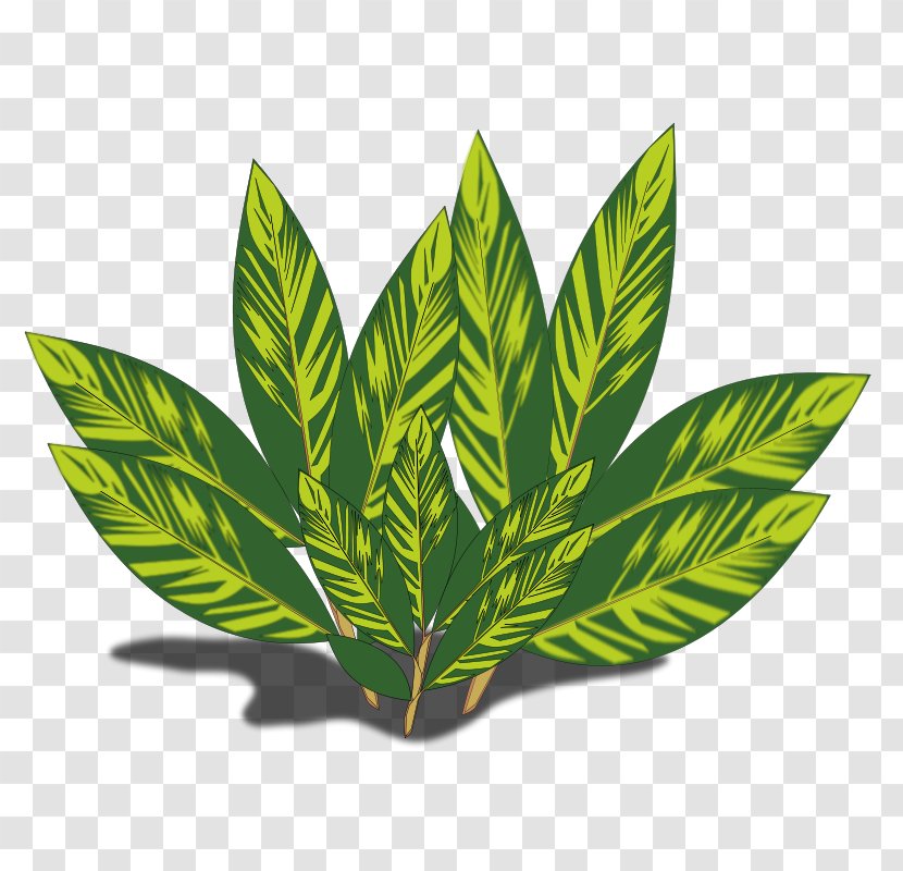 Leaf Shell Ginger Red Variegation - Herb Transparent PNG