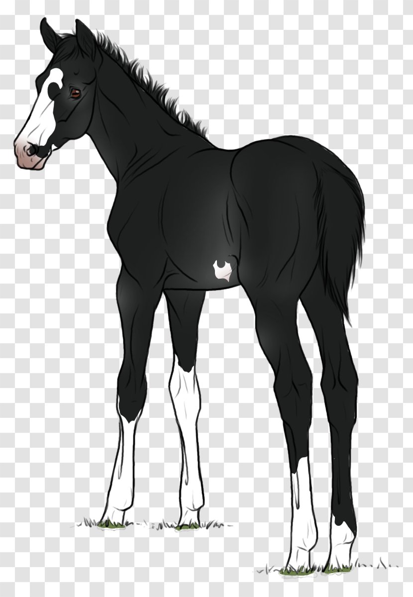 Foal Mustang Stallion Colt Mare - Vertebrate Transparent PNG