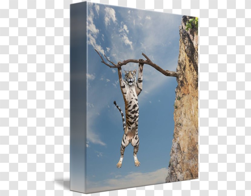 Ocelot Tiger Cat Gallery Wrap Canvas - Like Mammal - Hang In There Transparent PNG