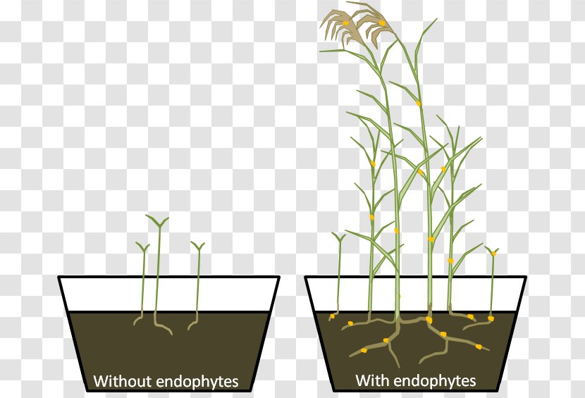 Grasses Phragmites Plant Endophyte Research - Grass Transparent PNG