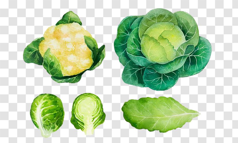 Brussels Sprout Cabbage Vegetable Watercolor Painting Logo - Hand-painted Cauliflower Transparent PNG
