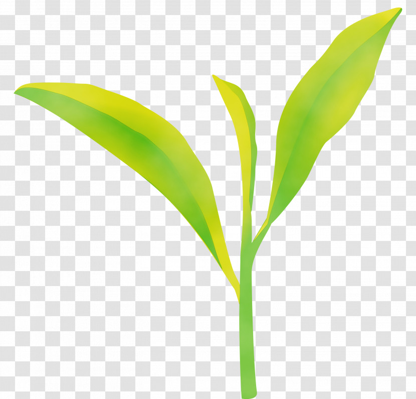 Leaf Flower Lily Of The Valley Plant Green Transparent PNG