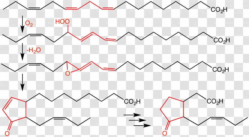 Jasmonic Acid Jasmonate Allene Oxide Biosynthesis - Chemical Compound - Pathway Transparent PNG