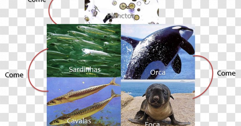 Ecosystem Fauna Wildlife Video Cetacea - Tiza Transparent PNG