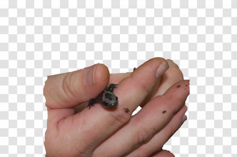 Red-backed Salamander Finger Scorpion Animal - Heart Transparent PNG