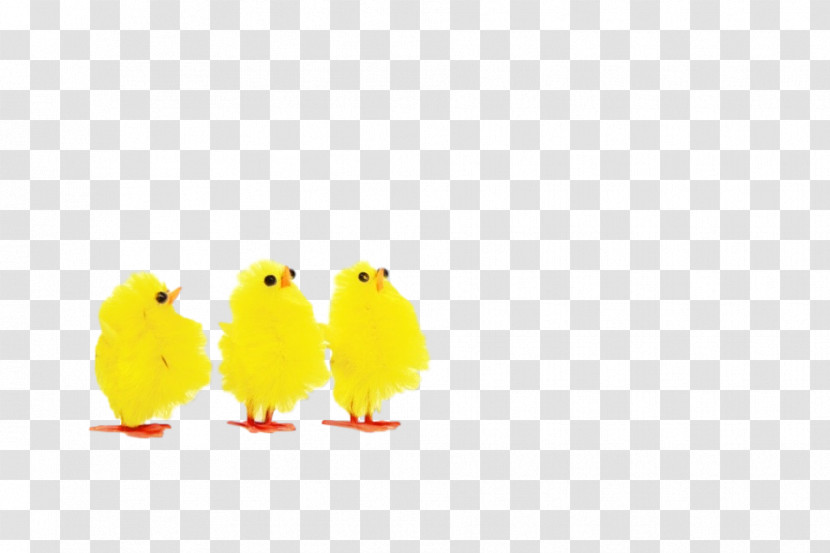 Yellow Cartoon Beak Bird Chicken Transparent PNG