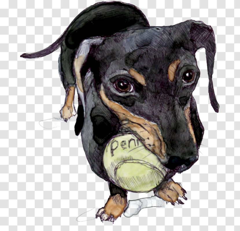 Manchester Terrier Dog Breed Razas Nativas Vulnerables Collar - Ball Transparent PNG