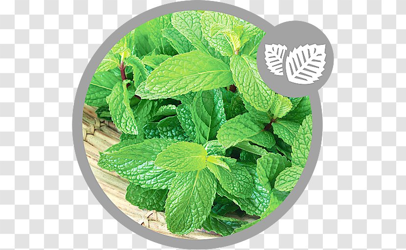 Spearmint Peppermint Herb Spice Lemon Balm - Food - EUKALYPTUS Transparent PNG