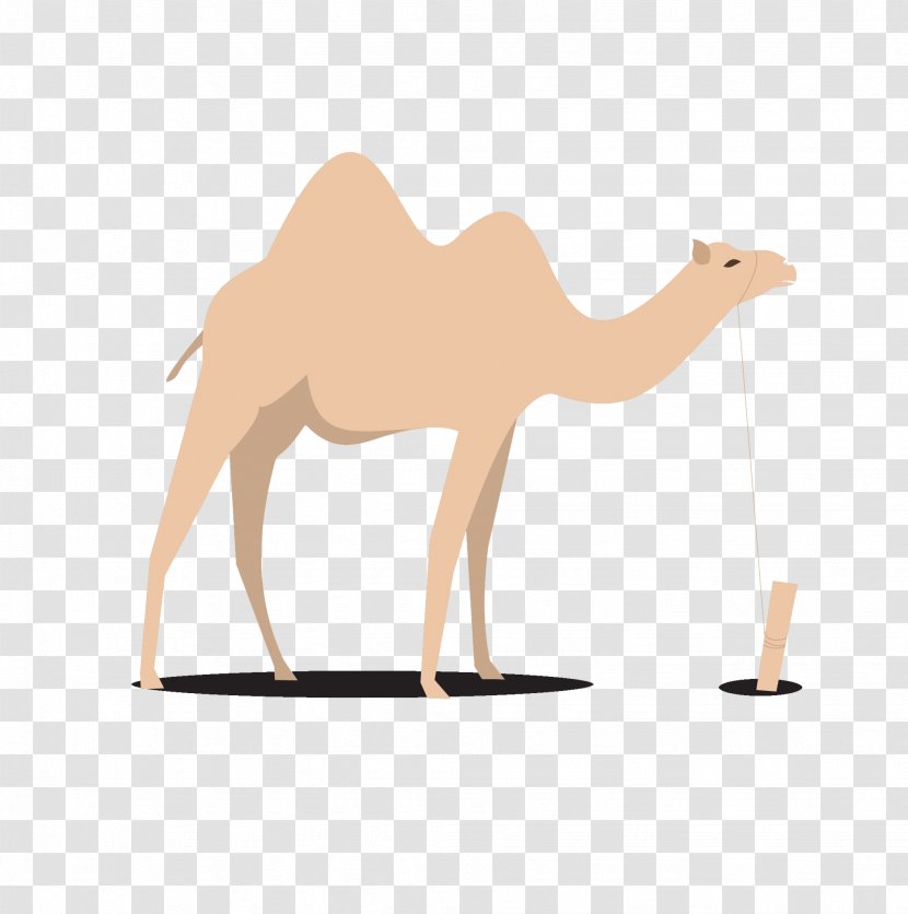 Dromedary Bactrian Camel Egypt - Outline Of Animalpowered Transport Transparent PNG