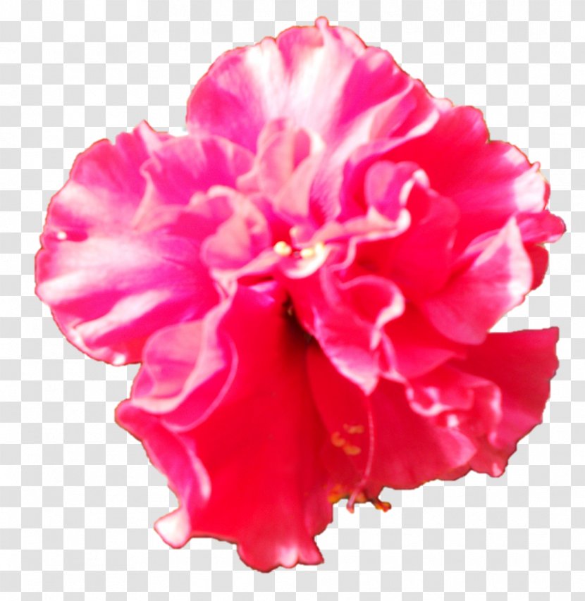 Carnation Cut Flowers Peony Rosemallows Herbaceous Plant - Saraswati Devi Transparent PNG