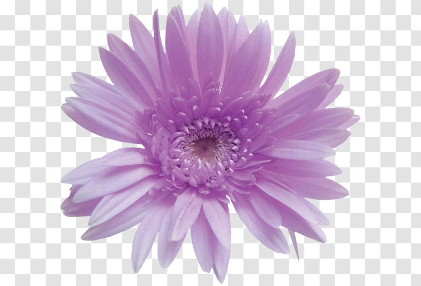 Desktop Wallpaper Flower Clip Art - Petal - Purple Bouquet Transparent PNG