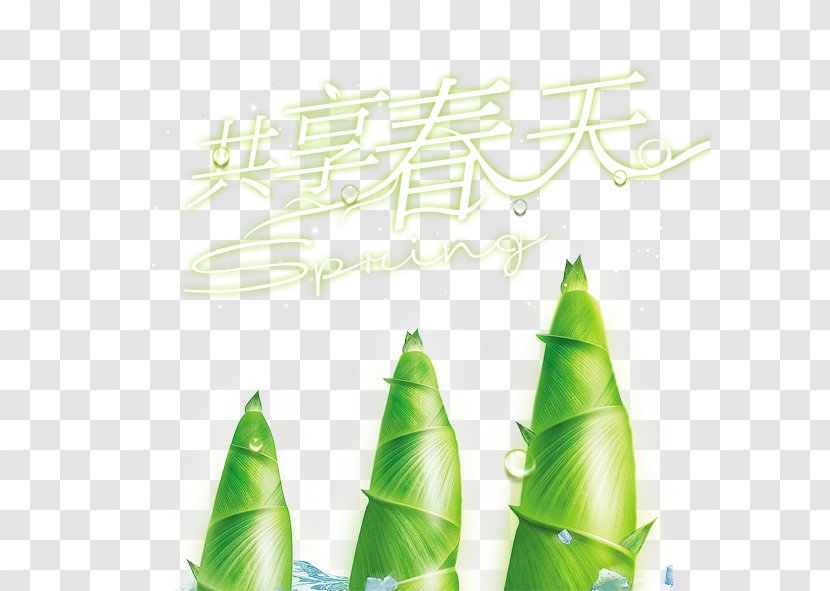 Bamboo Shoot - Information - Share Spring Transparent PNG