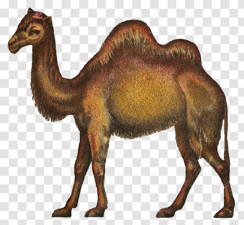 Dromedary Circus Camel Clip Art - Mammal Transparent PNG