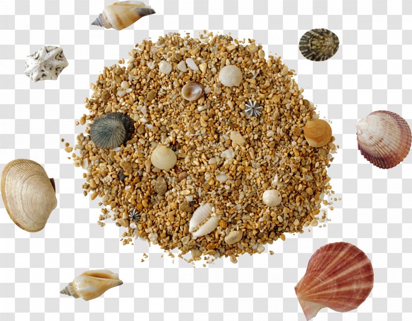 Sand Clip Art - Garam Masala - Seashell Transparent PNG