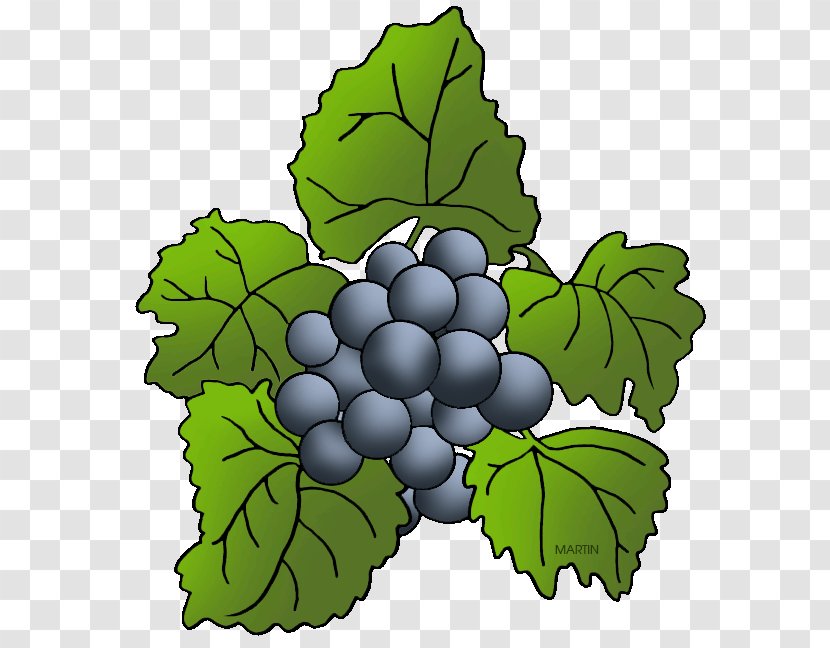 Concord Grape Wine Kyoho Leaves - Grapevine Family - Damson Seedless Fruit Transparent PNG