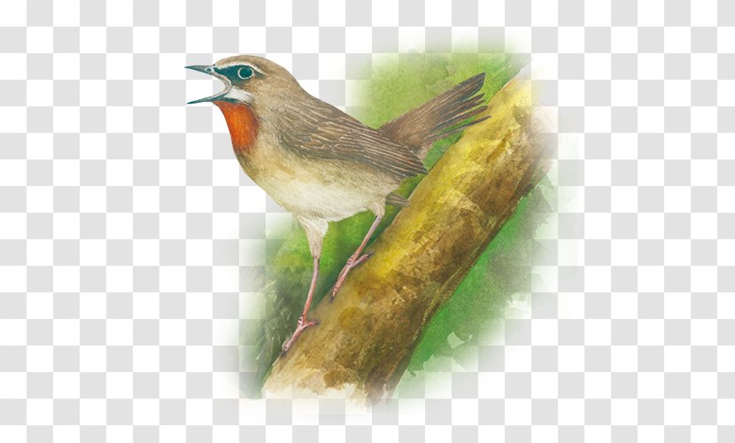 European Robin Common Nightingale Finch Wren American Sparrows - Wing Transparent PNG