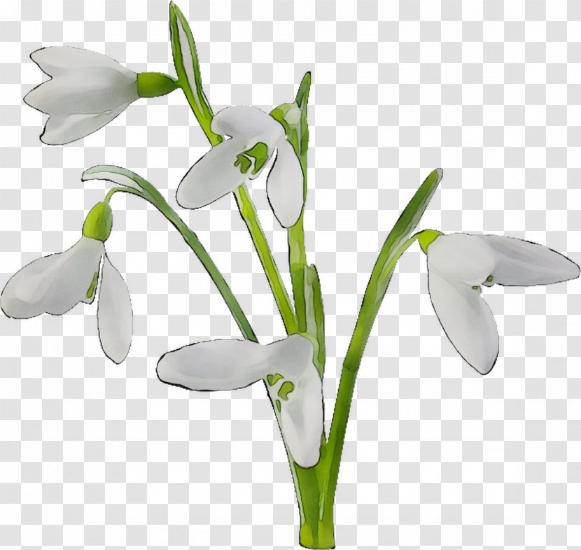 Clip Art Image Photography Royalty-free - Snowdrop - Flowering Plant Transparent PNG