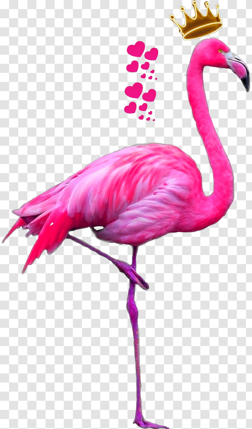 Greater Flamingo American Bird Pink Transparent PNG