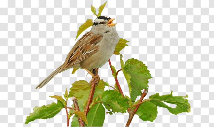 Bird Clip Art - Wren Transparent PNG