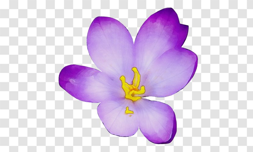 Flowering Plant Petal Flower Violet Purple - Watercolor - Iris Family Saffron Crocus Transparent PNG