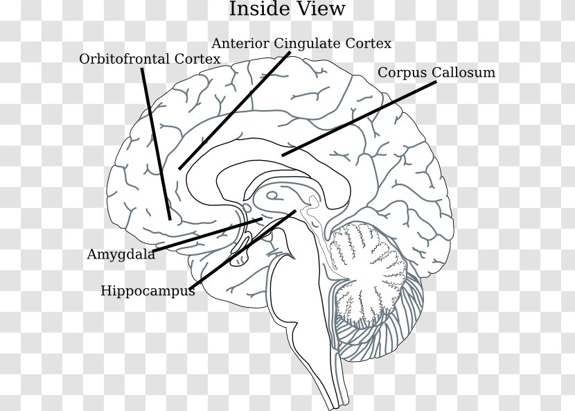 Clip Art Brain Diagram Line Drawing - Flower - Inside Human Transparent PNG