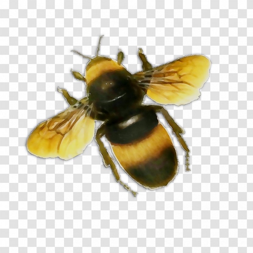 Honey Bee Bumblebee Clip Art - Black Fly - Eumenidae Transparent PNG