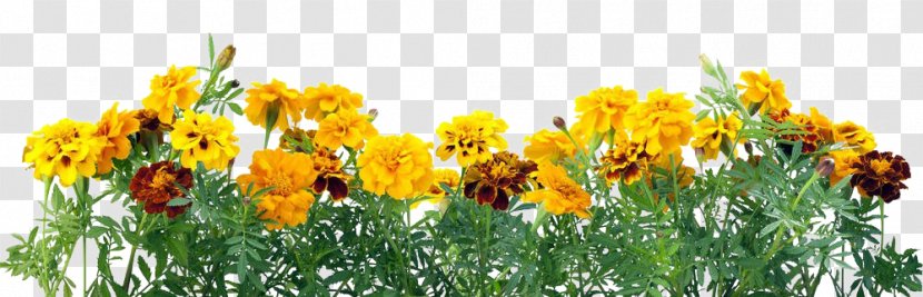 Mexican Marigold Flower Stock Photography Calendula Officinalis Color - Petal - Yellow Chrysanthemum Transparent PNG