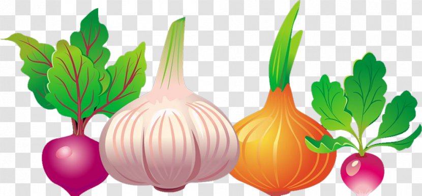 Common Beet Vegetable Euclidean Vector Beetroot - Food - Garlic Transparent PNG