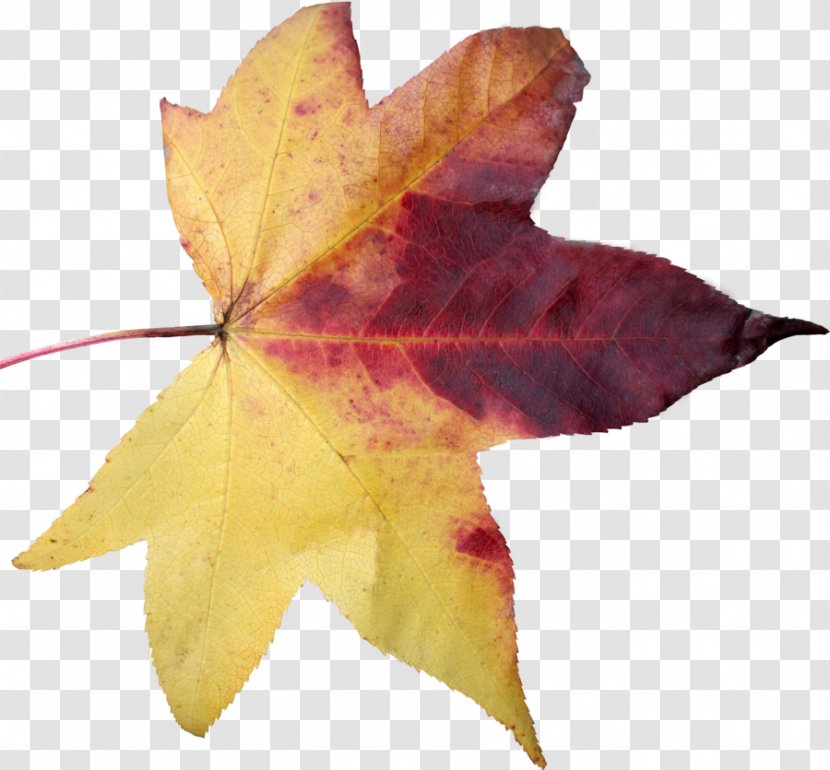 Maple Leaf Clip Art - Autumn Color Transparent PNG