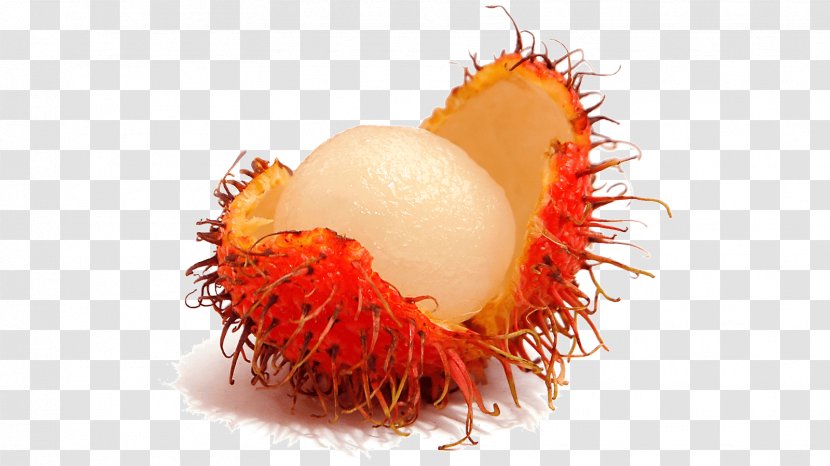 Rambutan Tropical Fruit Lychee Pulasan - Soapberry Family - CASHEW Transparent PNG