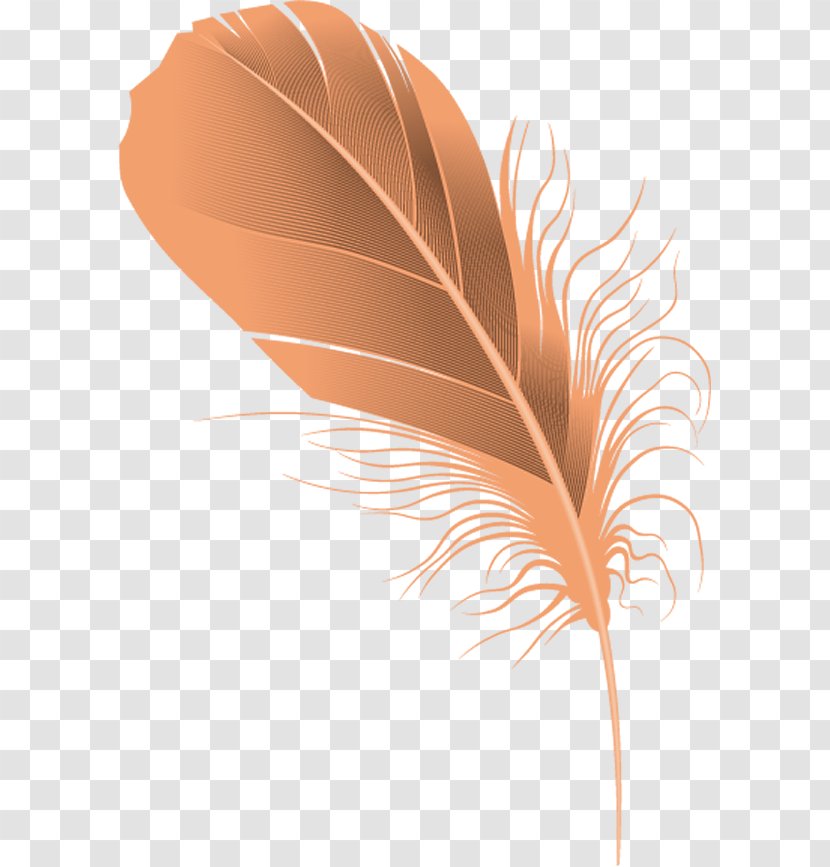 Cartoon Feather. - Plant - Feather Transparent PNG