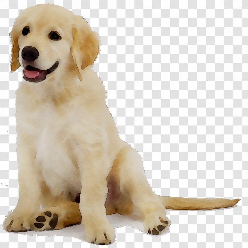 Golden Retriever Labrador Dog Breed Puppy Companion - Carnivore Transparent PNG