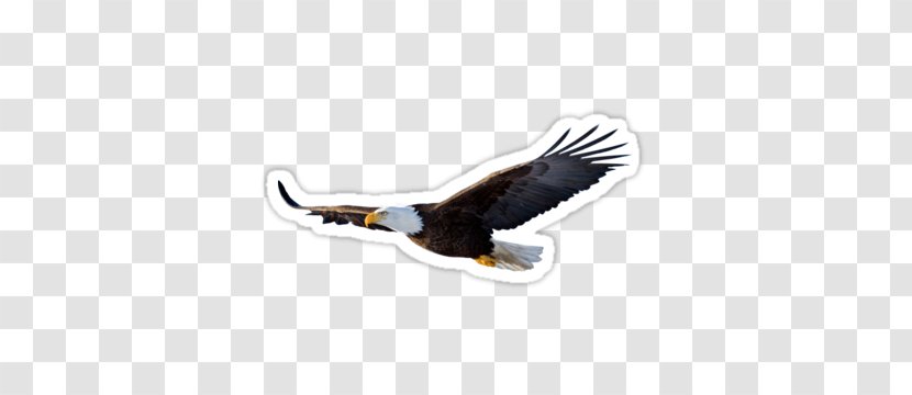 Bald Eagle Bird Transparent PNG